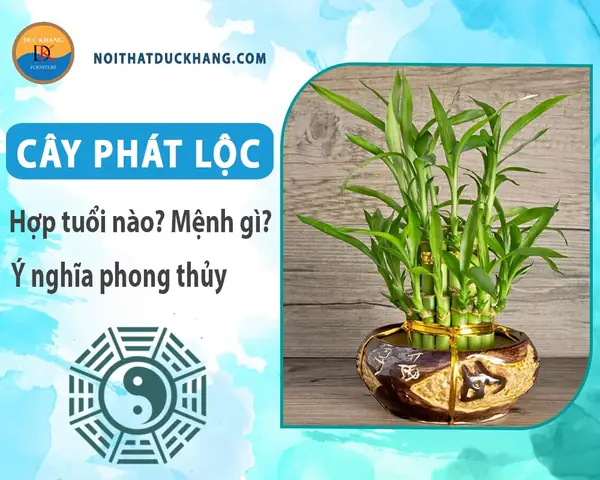 Trồng Cây Phát Lộc Hợp Phong Thủy