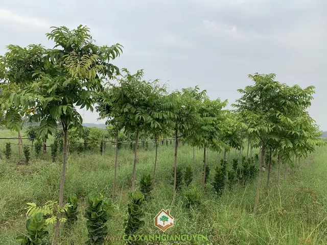 Trồng Cây Sấu Trước Nhà Theo Phong Thủy