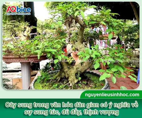 Trồng Cây Sung Theo Phong Thủy
