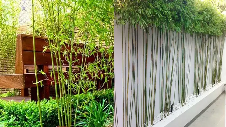 Trồng Cây Trước Sân Nhà Theo Phong Thủy