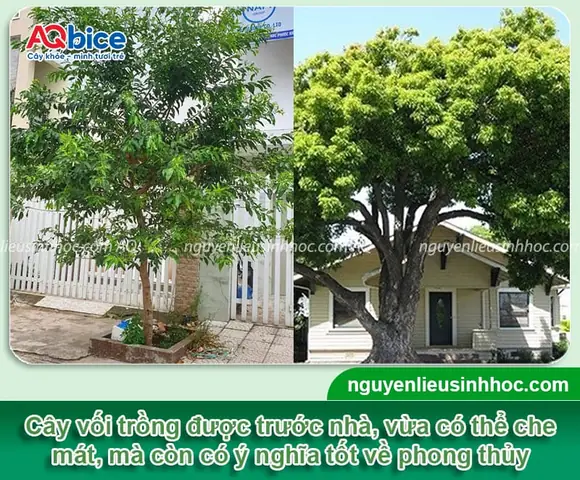 Trồng Cây Vối Theo Phong Thủy