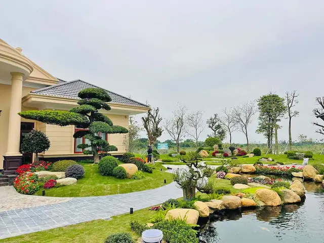 Tùng La Hán Trong Phong Thủy