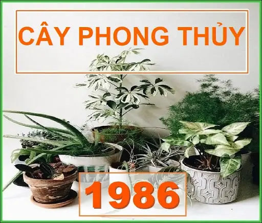 Tuổi Bính Dần Hợp Cây Phong Thủy Nào