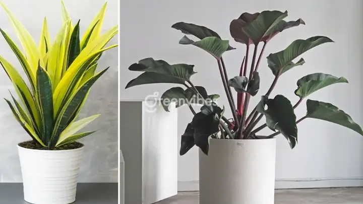 Tuổi Canh Ngọ Hợp Với Cây Phong Thủy Gì