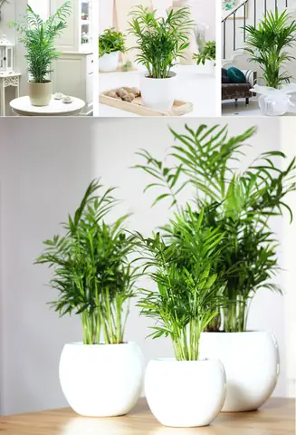 Tuổi Canh Thân Trồng Cây Gì Hợp Phong Thủy
