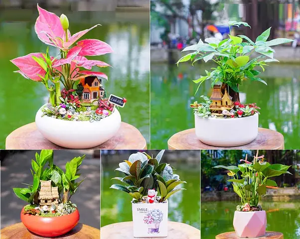 Tuổi Dần Hợp Với Cây Phong Thủy Gì