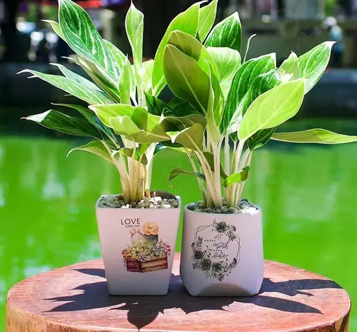 Tuổi Dần Trồng Cây Phong Thủy