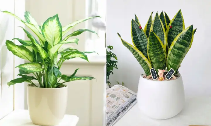Tuổi Dậu Trồng Cây Gì Hợp Phong Thủy