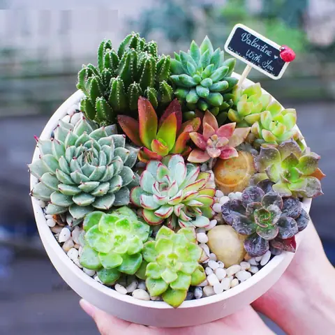 Tuổi Dậu Trồng Cây Phong Thủy Gì