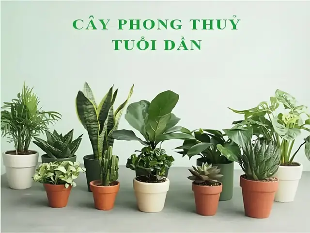 Tuổi Giáp Dần 1974 Trồng Cây Gì Hợp Phong Thủy Tuổi Giáp Dần 1974 Trồng Cây Gì Hợp Phong Thủy