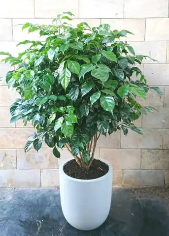 Tuổi Giáp Tý Hợp Với Cây Phong Thủy Nào