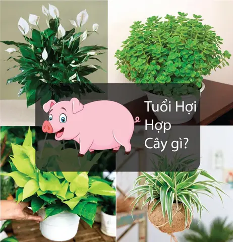 Tuổi Hợi Trồng Cây Phong Thủy Gì