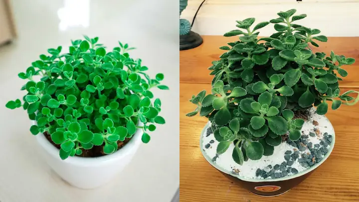 Tuổi Tân Hợi Hợp Cây Phong Thủy Gì