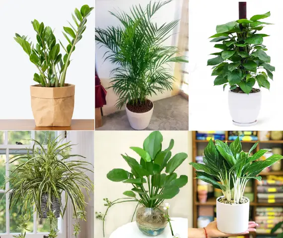 Tuổi Thìn Trồng Cây Gì Hợp Phong Thủy