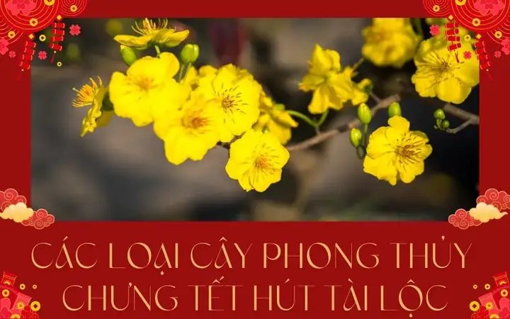 Tuyệt Đỉnh Phong Thủy An Lộc Phát