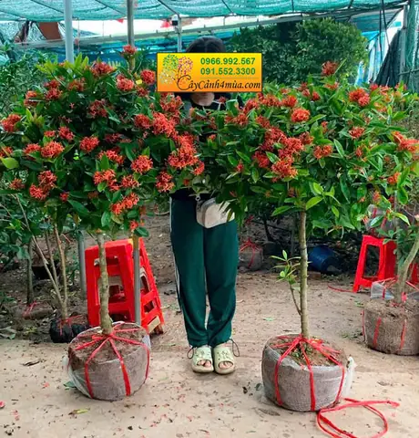 Vật Giá Cây Hoa Mẫu Đơn Hoa Màu Vàng