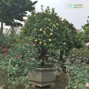 Vật Giá Cây Hoa Mẫu Đơn Ta Màu Vàng