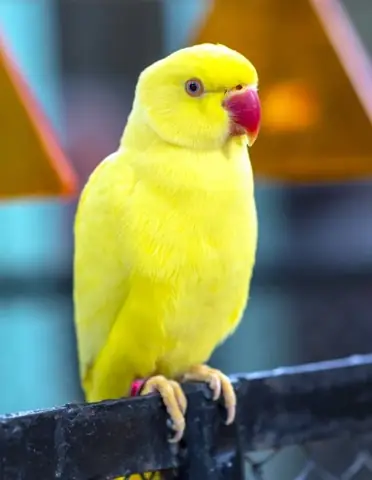 Vẹt Ringneck Vàng Giá Bao Nhiêu
