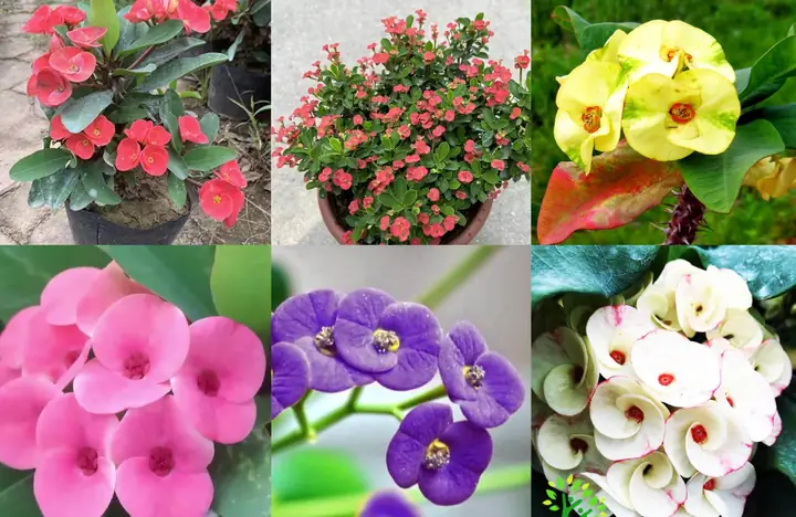 Xương Rồng Bát Tiên Trong Phong Thủy