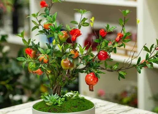 Ý Nghĩa Của Cây Lựu Trong Phong Thủy