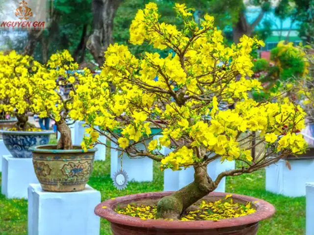 Ý Nghĩa Của Hoa Mai Trong Phong Thủy