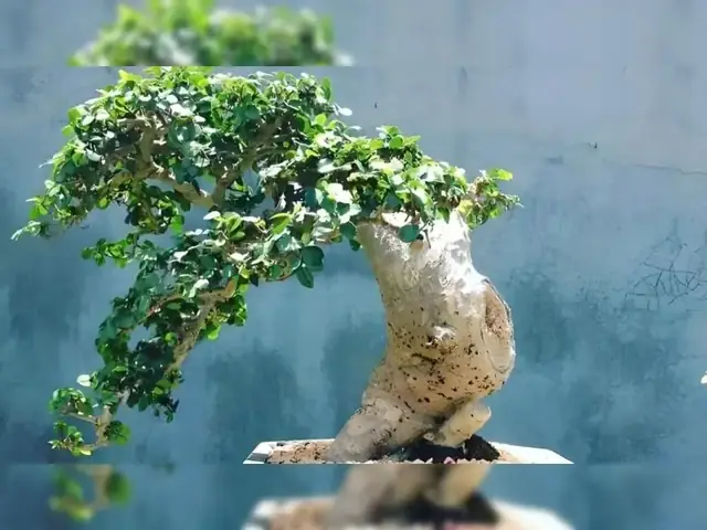 Ý Nghĩa Phong Thủy Cây Duối Cảnh