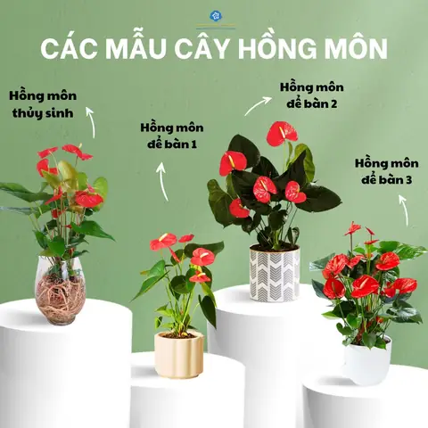 Ý Nghĩa Phong Thủy Cây Hồng Môn