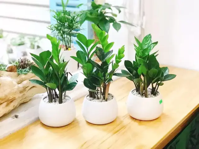 Ý Nghĩa Phong Thủy Cây Kim Tiền