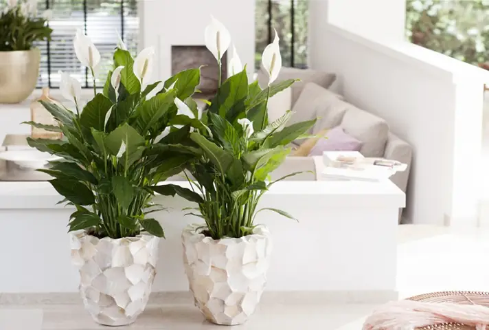 Ý Nghĩa Phong Thủy Cây Lan Ý
