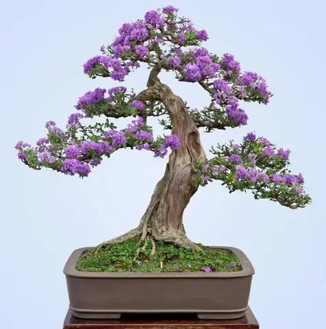Ý Nghĩa Phong Thủy Cây Linh Sam