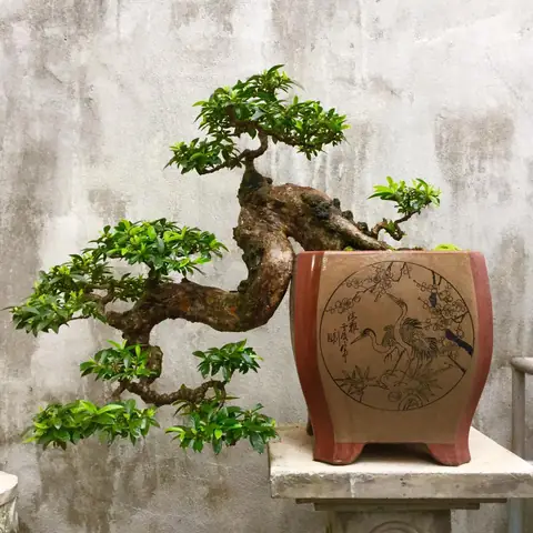Ý Nghĩa Phong Thủy Cây Ổi