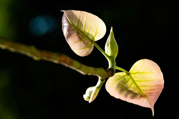 Ý Nghĩa Phong Thủy Của Cây Bồ Đề