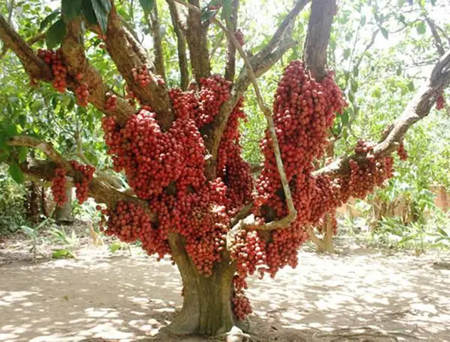 Ý Nghĩa Phong Thủy Của Cây Dâu Da Đất