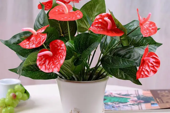 Ý Nghĩa Phong Thủy Của Cây Hồng Môn