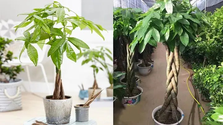 Ý Nghĩa Phong Thủy Của Cây Kim Ngân