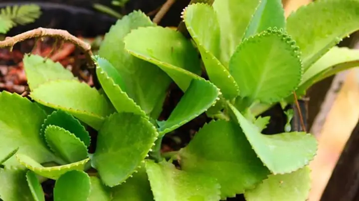 Ý Nghĩa Phong Thủy Của Cây Sống Đời