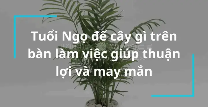 1966 Hợp Cây Phong Thủy Nào
