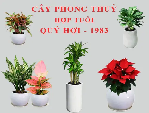 1983 Hợp Phong Thủy Cây Gì