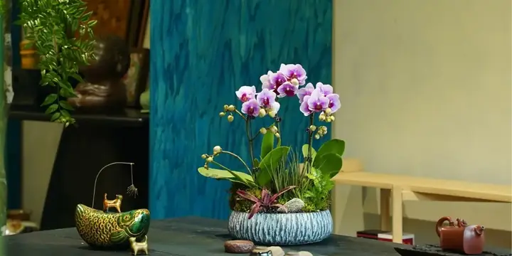 1989 Hợp Cây Phong Thủy Nào