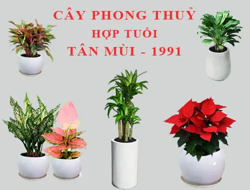 1991 Hợp Cây Phong Thủy Gì