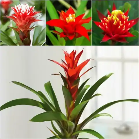 Cây Phong Thủy Giúp Gia Chủ Phát Tài