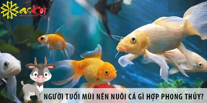 91 Nuôi Con Gì Hợp Phong Thủy