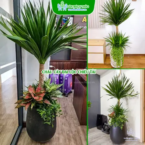 Bách Phương Chiêu Tài À 2 Phong Thủy