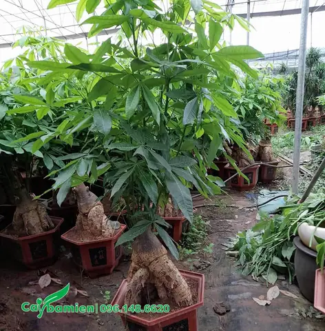 Bán Cây Kim Ngân Phong Thủy