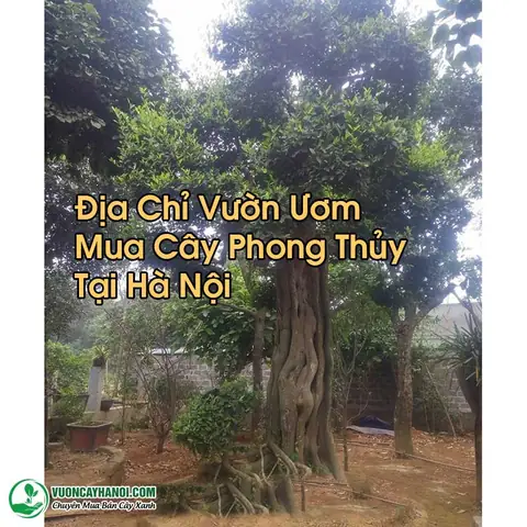 Bán Cây Phong Thủy Hà Nội