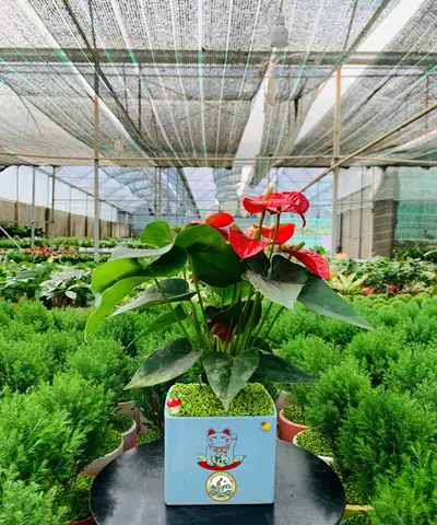 Bán Cây Phong Thủy Ở Hà Nội
