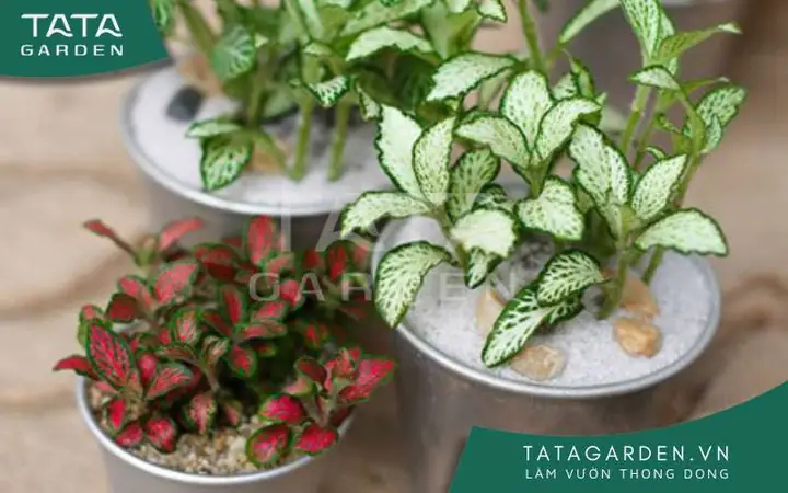 Bày Trí Hợp Phong Thủy Trong Nhà Ở Vùng Quê