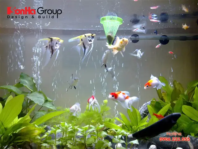 Đặt Bể Cá Hợp Phong Thủy