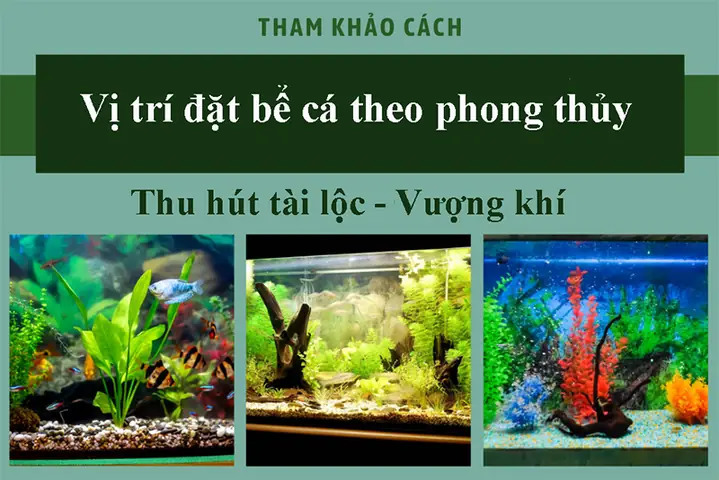 Đặt Bể Cá Theo Phong Thủy