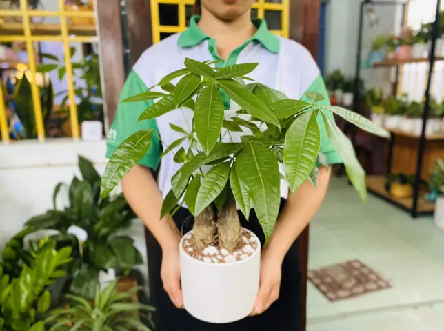 Đặt Cây Cảnh Trong Nhà Theo Phong Thủy